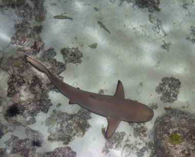 Siyah uçlu köpekbalığı