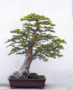 Bonsai Ağacı