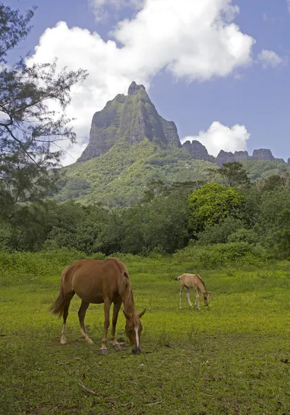 Horses in the valley — Stock Photo, Image