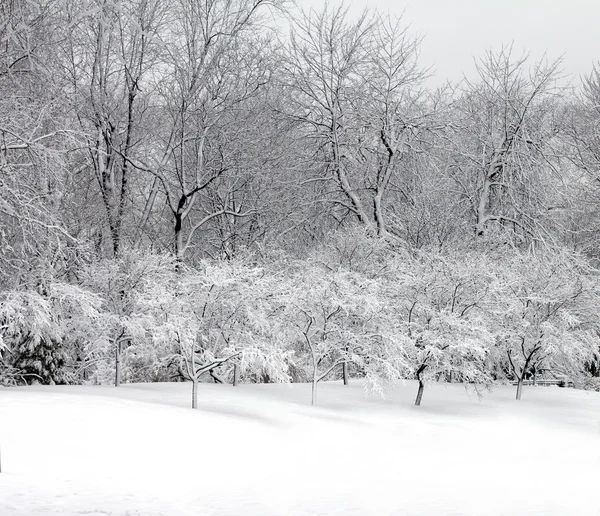 Parque de invierno ciudad — Foto de Stock