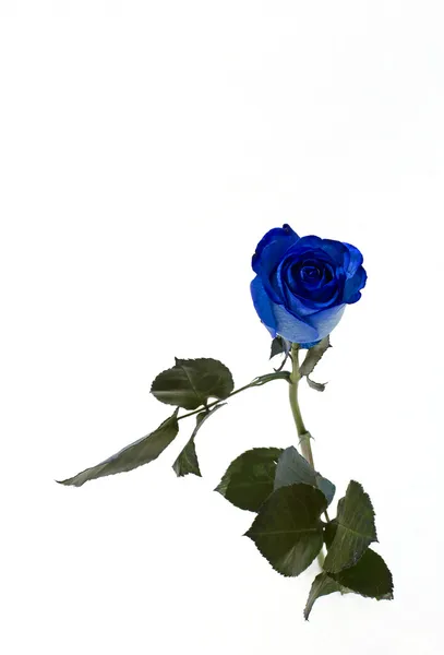 Rose bleue sur blanc — Photo