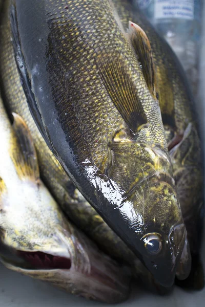 Walleye closeup — Stock Photo, Image