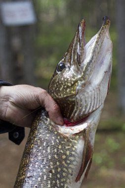 gün catch