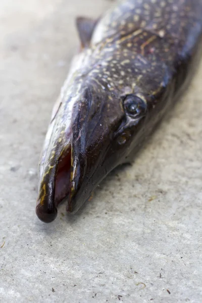 Kuzey pike — Stok fotoğraf