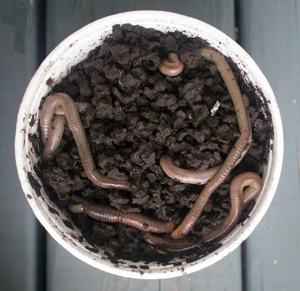 Aarde wormen — Stockfoto