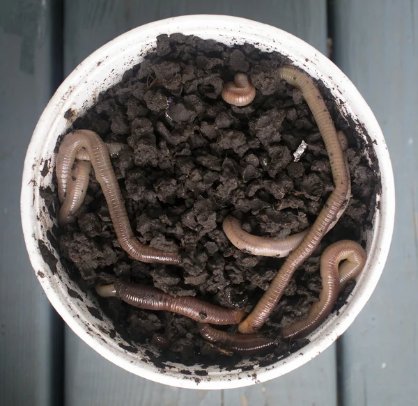 Earth worms Royalty Free Stock Photos