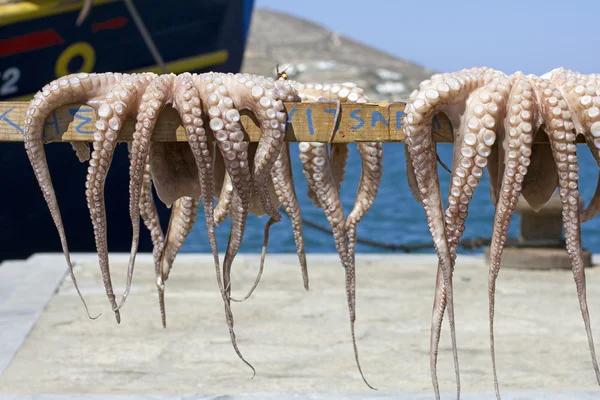 Ξήρανσης χταπόδι — Φωτογραφία Αρχείου