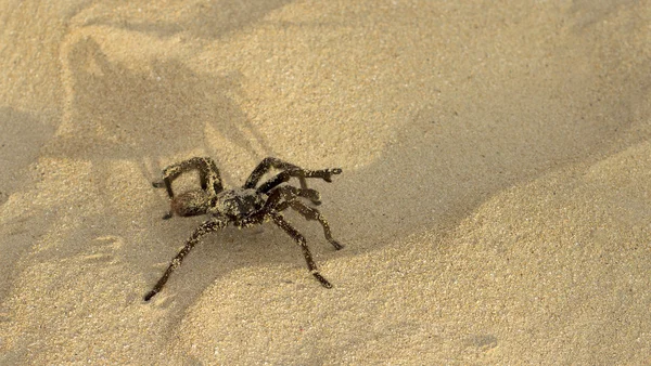 Písek tarantule — Stock fotografie