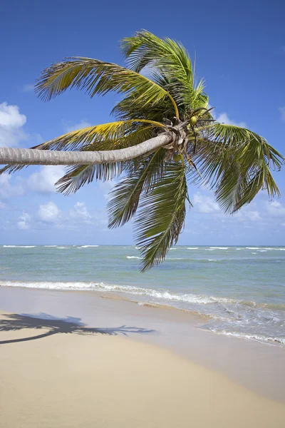 Punta cana beach — Stock Photo, Image