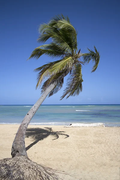 Strand von Punta Cana — Stockfoto