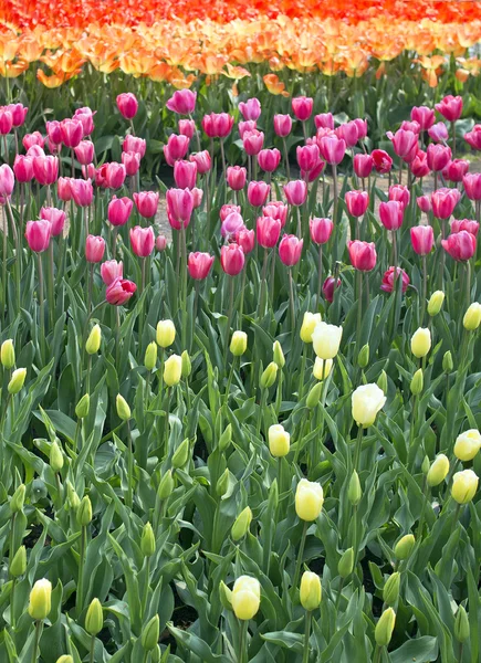 Tulpenhintergrund — Stockfoto