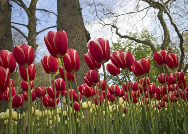 Keukenhof renkleri — Stok fotoğraf