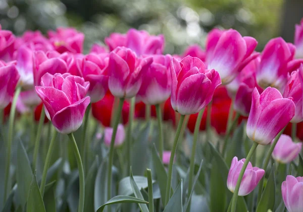 Farben des Keukenhofs — Stockfoto