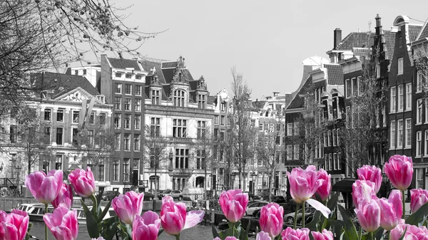 Röda tulpaner i amsterdam — Stockfoto