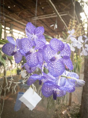 Tayland 'da Chaing Mai Çiçek Festivali için bambu kulübesinde asılı duran mor orkide cinsi erkek organı..