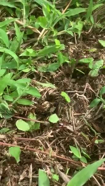 Army Marching Ants Carrying Leaves Grass Dirt Close Vertical Pov — Stock Video