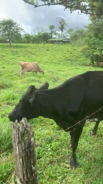 コスタリカ 中央アメリカの牧草地で牛を観察 Pov垂直ショット — ストック動画