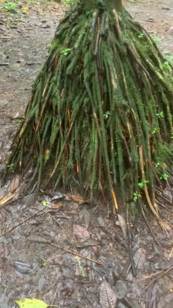 コスタリカ 中央アメリカの森の中で奇妙な木の根 ウォーキング パーム ツリー ソクラテア エクソリザ として知られ 地面の上に根がある — ストック動画