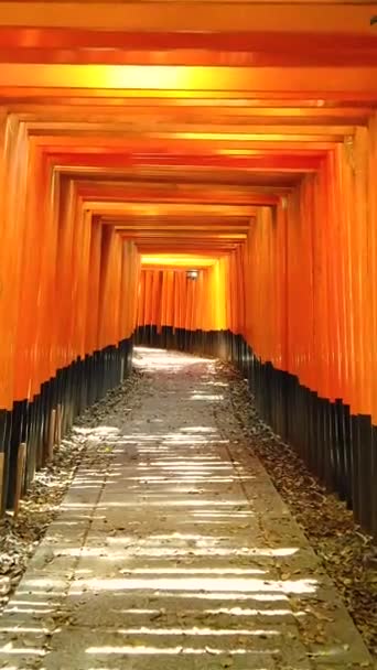 Marcher Travers Les Portes Sanctuaire Vermillon Torii Fushimi Inari Taisha — Video