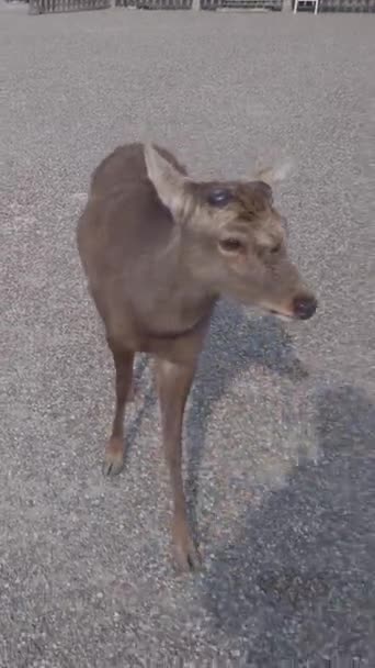 Rådjur Nara Japan Jagar Och Nickar Huvudet Förväntar Sig Kaka — Stockvideo