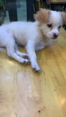 Küçük beyaz yavru köpek zar zor ayakta duruyor, Vietnam 'da masada uyumak istiyor.
