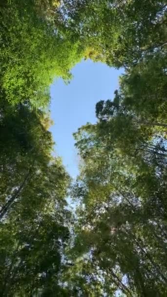 Mirando Hacia Arriba Parte Superior Del Bambú Alto Bosque Kyoto — Vídeo de stock