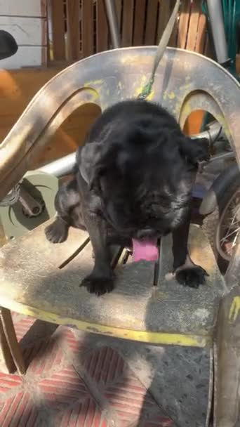 Pug Negro Sentado Una Silla Plástico Vietnam Con Correa Lengua — Vídeos de Stock