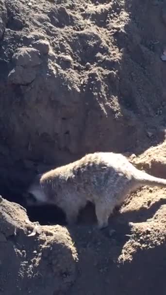 Meerkats Σκάβουν Ένα Λαγούμι Τρύπα Για Κρατήσει Ασφαλή Από Αρπακτικά — Αρχείο Βίντεο