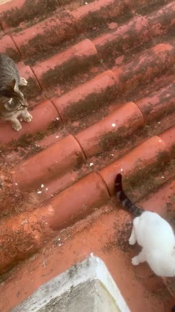 Hladová Skupina Koček Střeše Terra Cotta Albánii Svislý Úhel Pohledu — Stock video