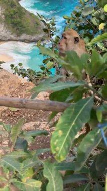 Maymun, Kelingking Beach Bali, Endonezya 'ya tepeden bakan uçurumda takılır. Arka planda turkuaz okyanus, T-Rex plajı olarak da bilinir..