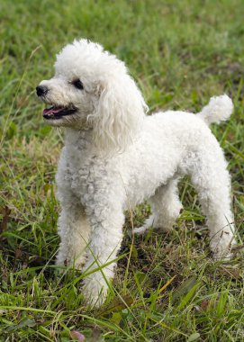 kaniş köpek
