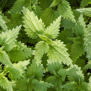 Nettles