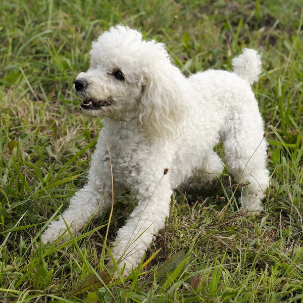 Cão de caniche — Fotografia de Stock