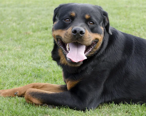 Rottweiler hund — Stockfoto