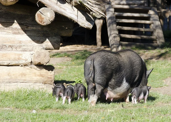 Pigs at farm — Stock Photo, Image