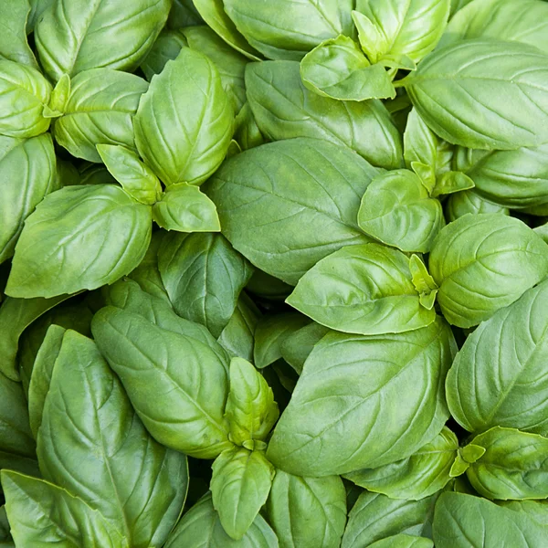 Basil — Stock Photo, Image