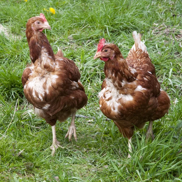 Chickens — Stock Photo, Image