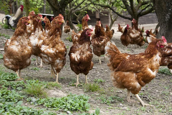 Chickens — Stock Photo, Image