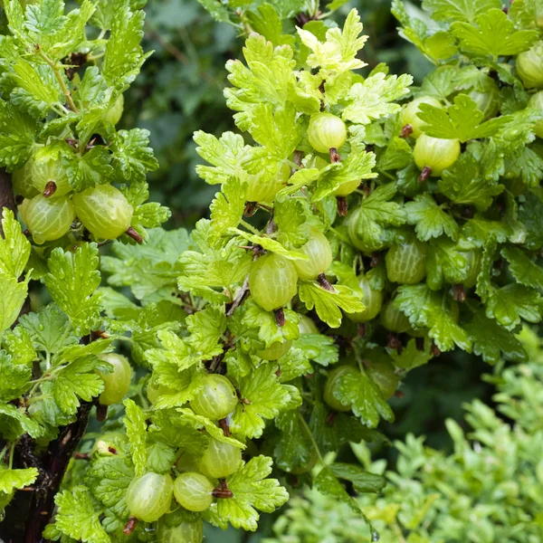 Gooseberries — Stock fotografie