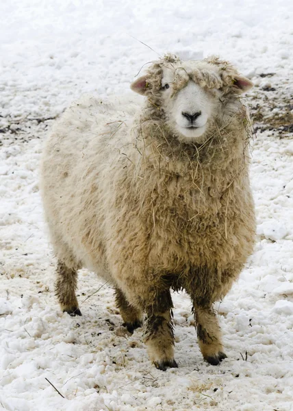 Schafe im Schnee — Stockfoto
