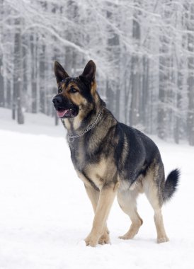 Alman çoban köpeği.
