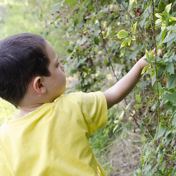 Kind pflückt Waldbeeren — Stockfoto