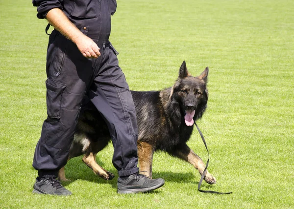 Entrenamiento de perros — Foto de Stock