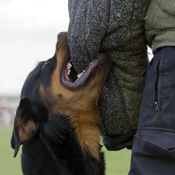 Entrenamiento de perro policía — Foto de Stock