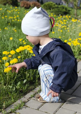 dandelions bahar hamile