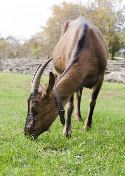 Goat — Stock Photo, Image