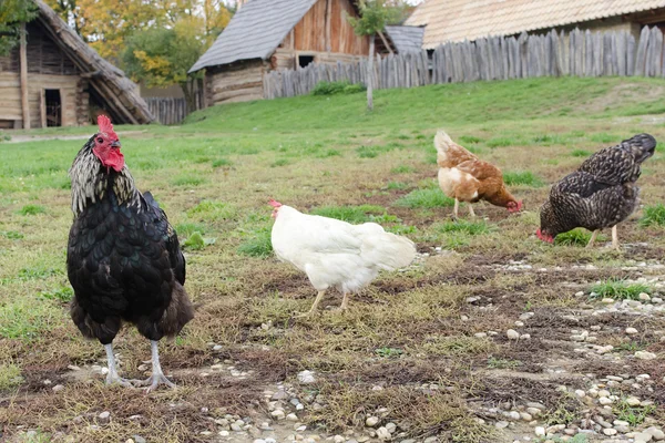 Chickens on farm — Stock Photo, Image