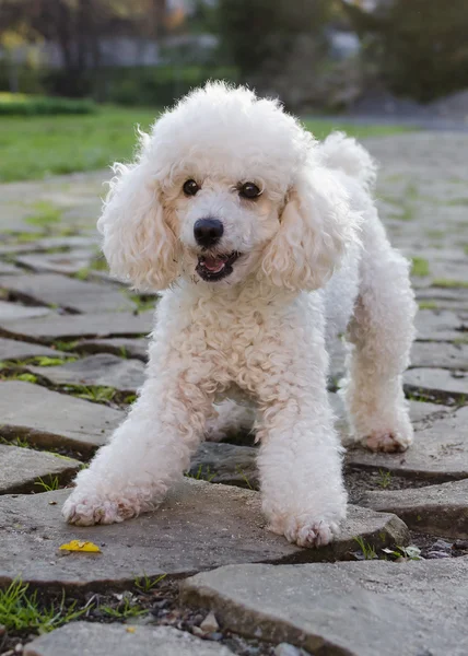 Cão de caniche — Fotografia de Stock