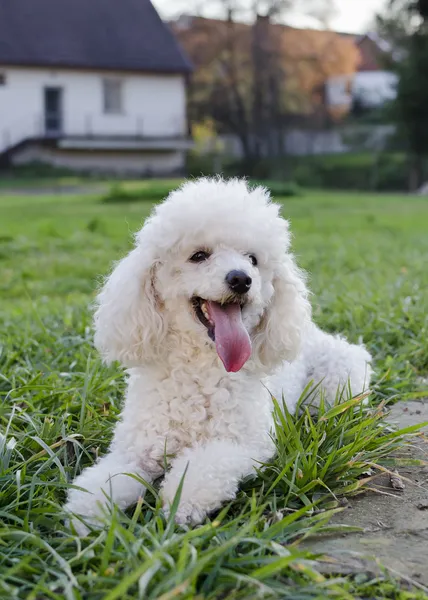 Caniche — Fotografia de Stock