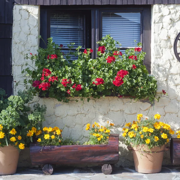 Cottage house with flowers — Stock Photo, Image